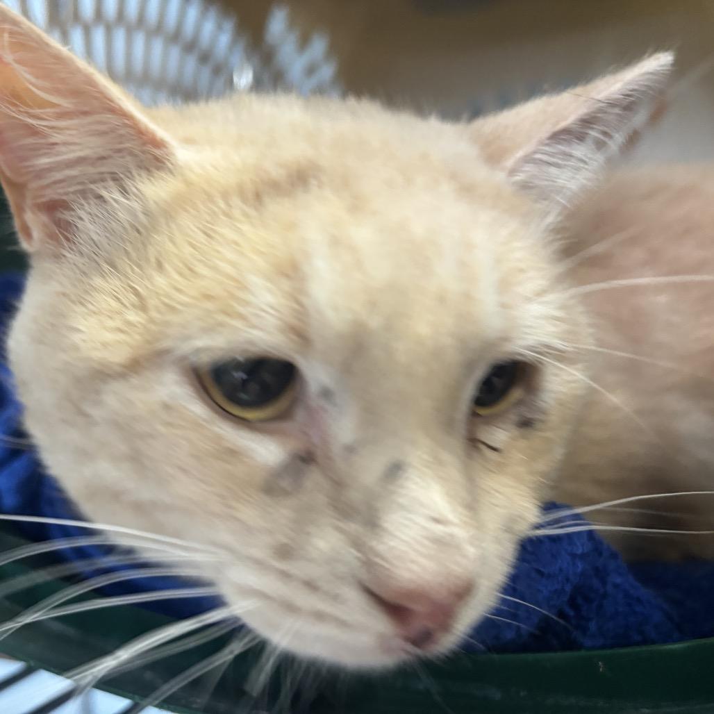 Radish, Adoptable, Adult Male Domestic Short Hair.