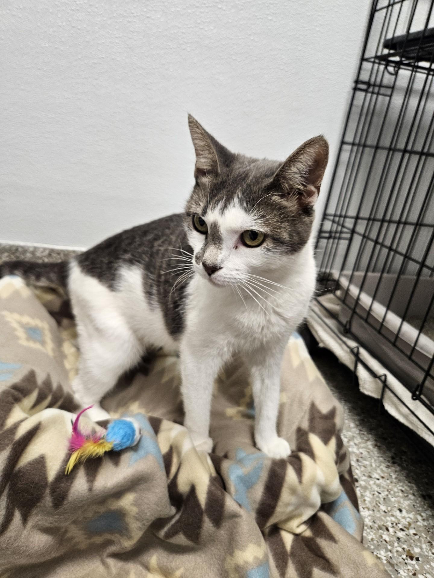 Enlarge Tapestry, a Adoptable mixed breed in Shepherdsville, KY image 1/3