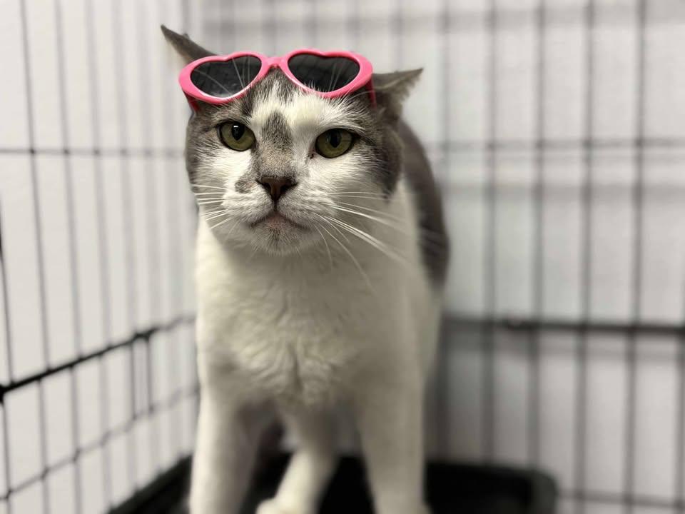 Enlarge Tapestry, a Adoptable mixed breed in Shepherdsville, KY image 2/3