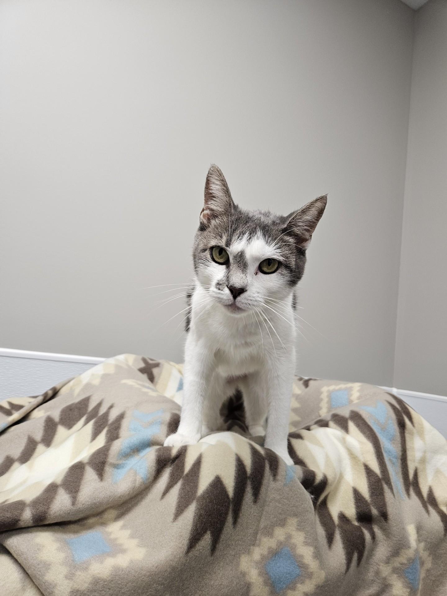 Enlarge Tapestry, a Adoptable mixed breed in Shepherdsville, KY image 3/3