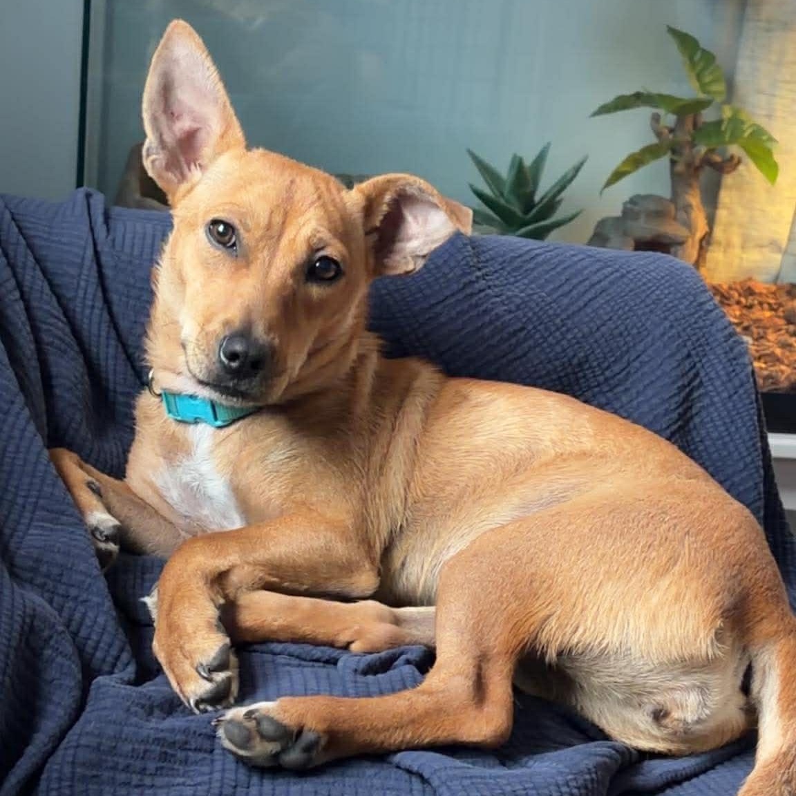 Enlarge Zuzu, an adopted mixed breed in Woolwich, ME image 2/6
