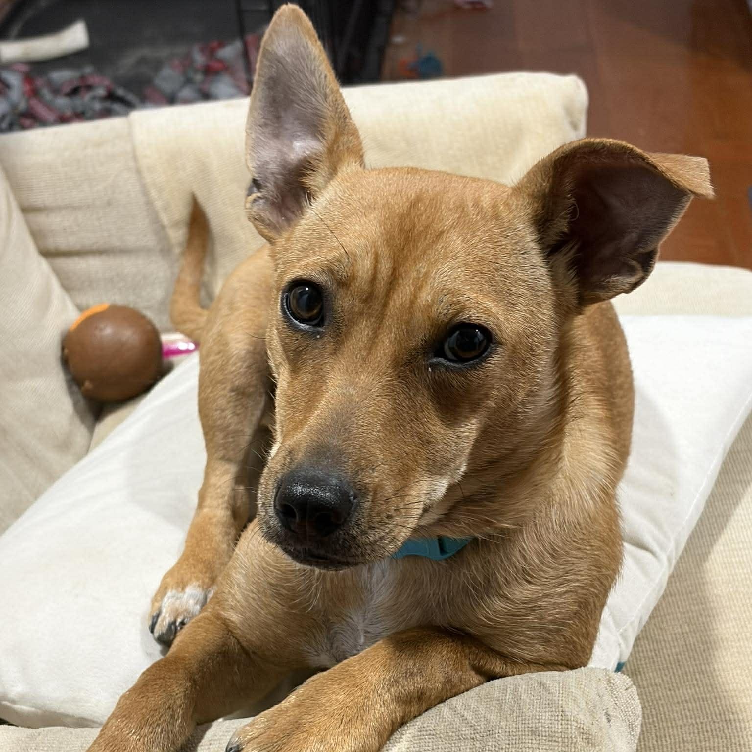 Enlarge Zuzu, an adopted mixed breed in Woolwich, ME image 3/6