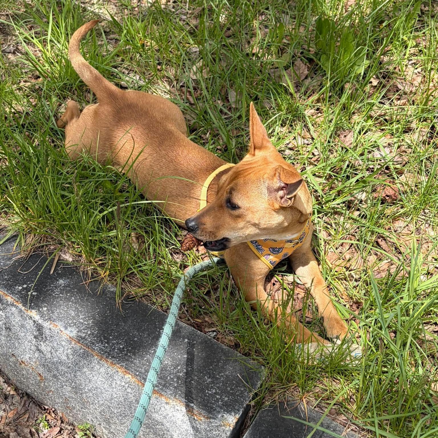 Enlarge Zuzu, an adopted mixed breed in Woolwich, ME image 5/6