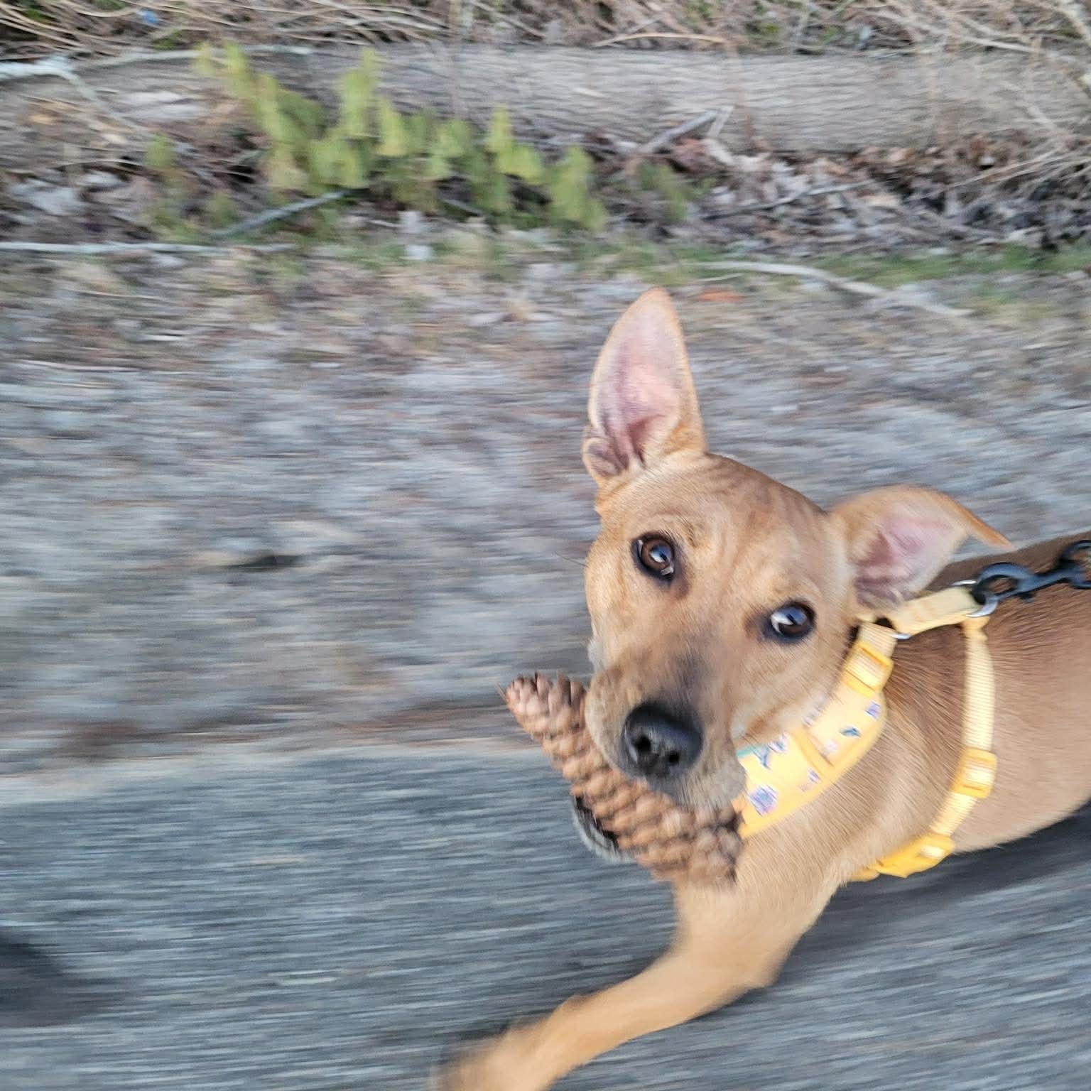 Enlarge Zuzu, an adopted mixed breed in Woolwich, ME image 1/6