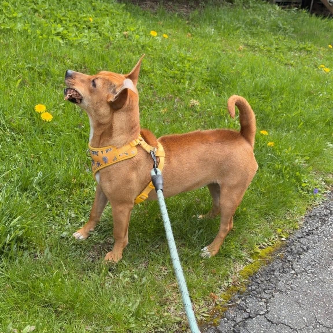 Enlarge Zuzu, an adopted mixed breed in Woolwich, ME image 6/6