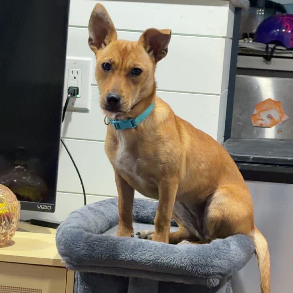 Enlarge Zuzu, an adopted mixed breed in Woolwich, ME image 4/6
