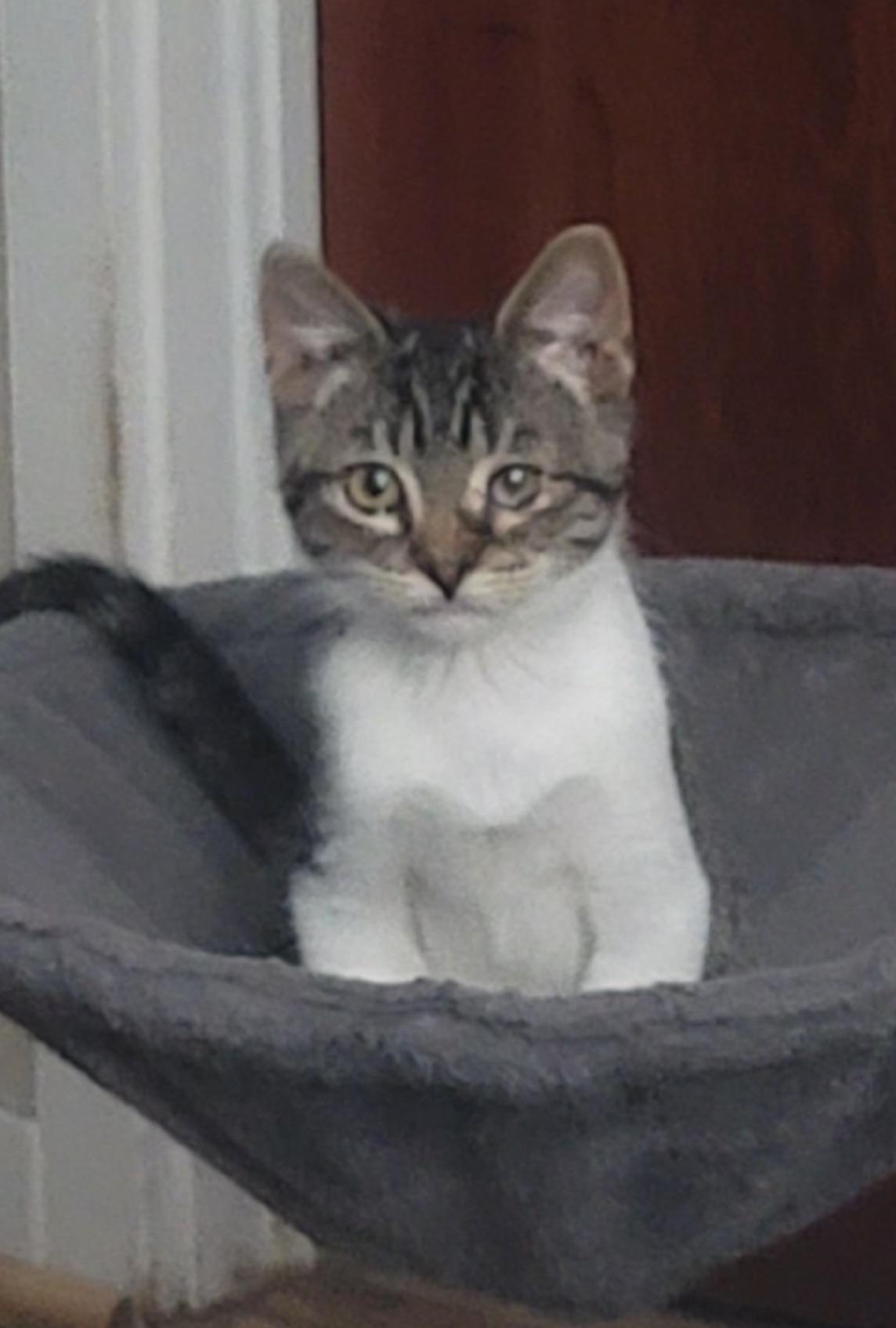 Enlarge O'Malley, a Adoptable Domestic Short Hair in Heyburn, ID image 1/1