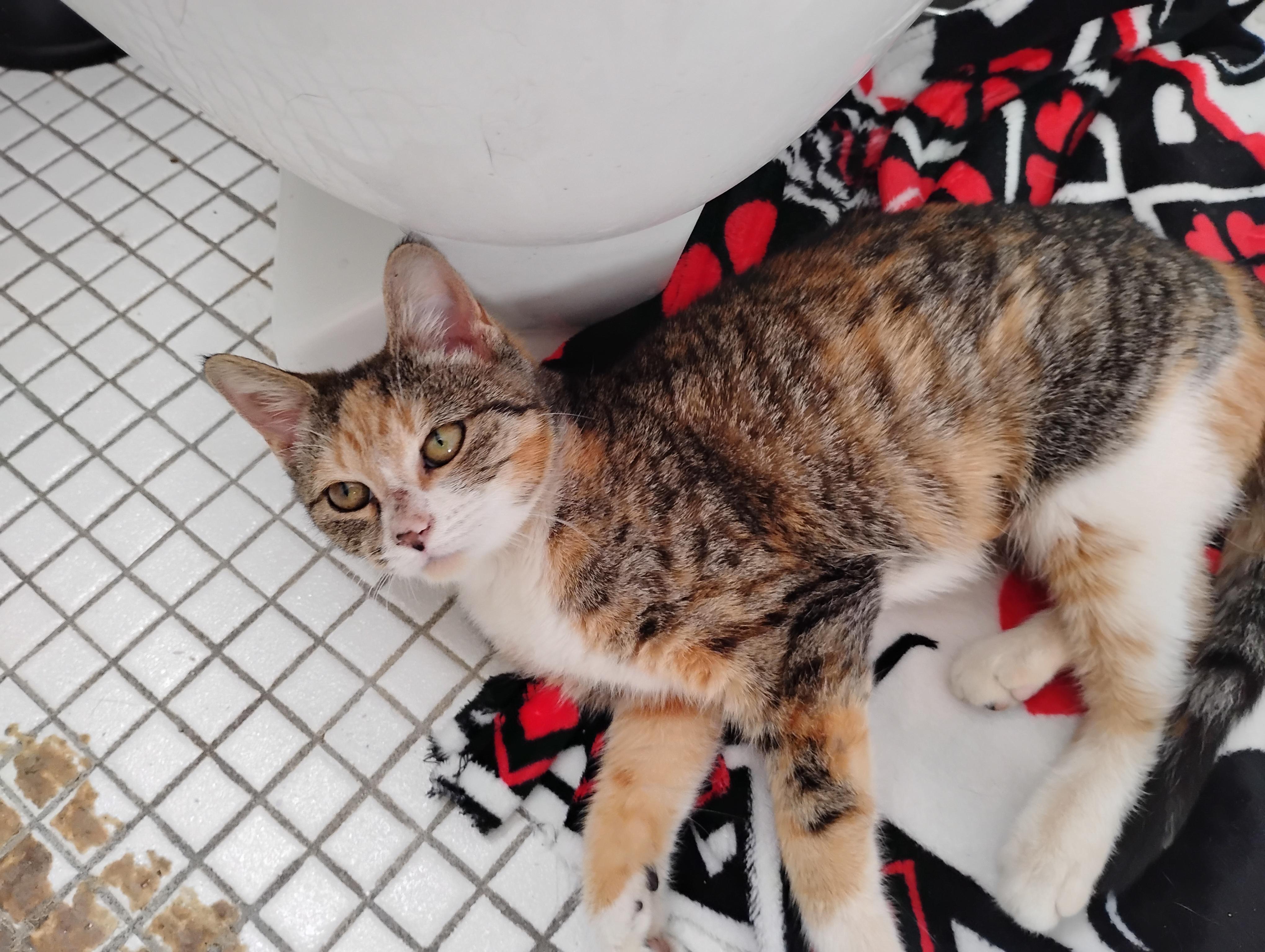 Enlarge Millie and Minnie, a Adoptable Domestic Short Hair in Springfield, MA image 2/3