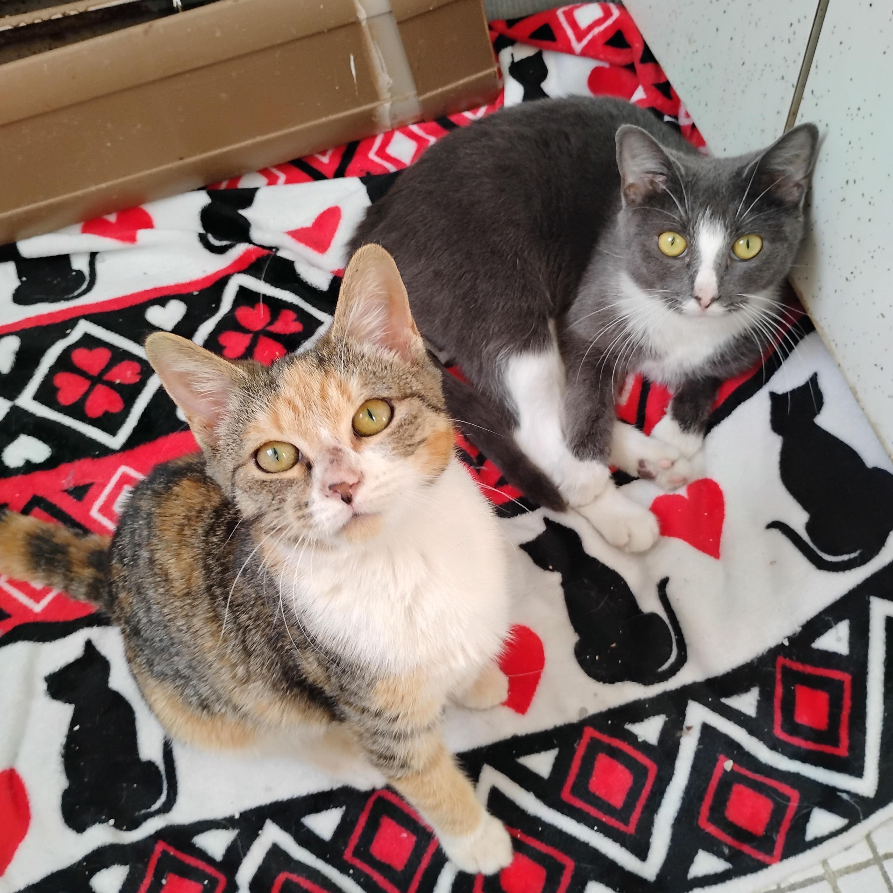 Enlarge Millie and Minnie, a Adoptable Domestic Short Hair in Springfield, MA image 1/3