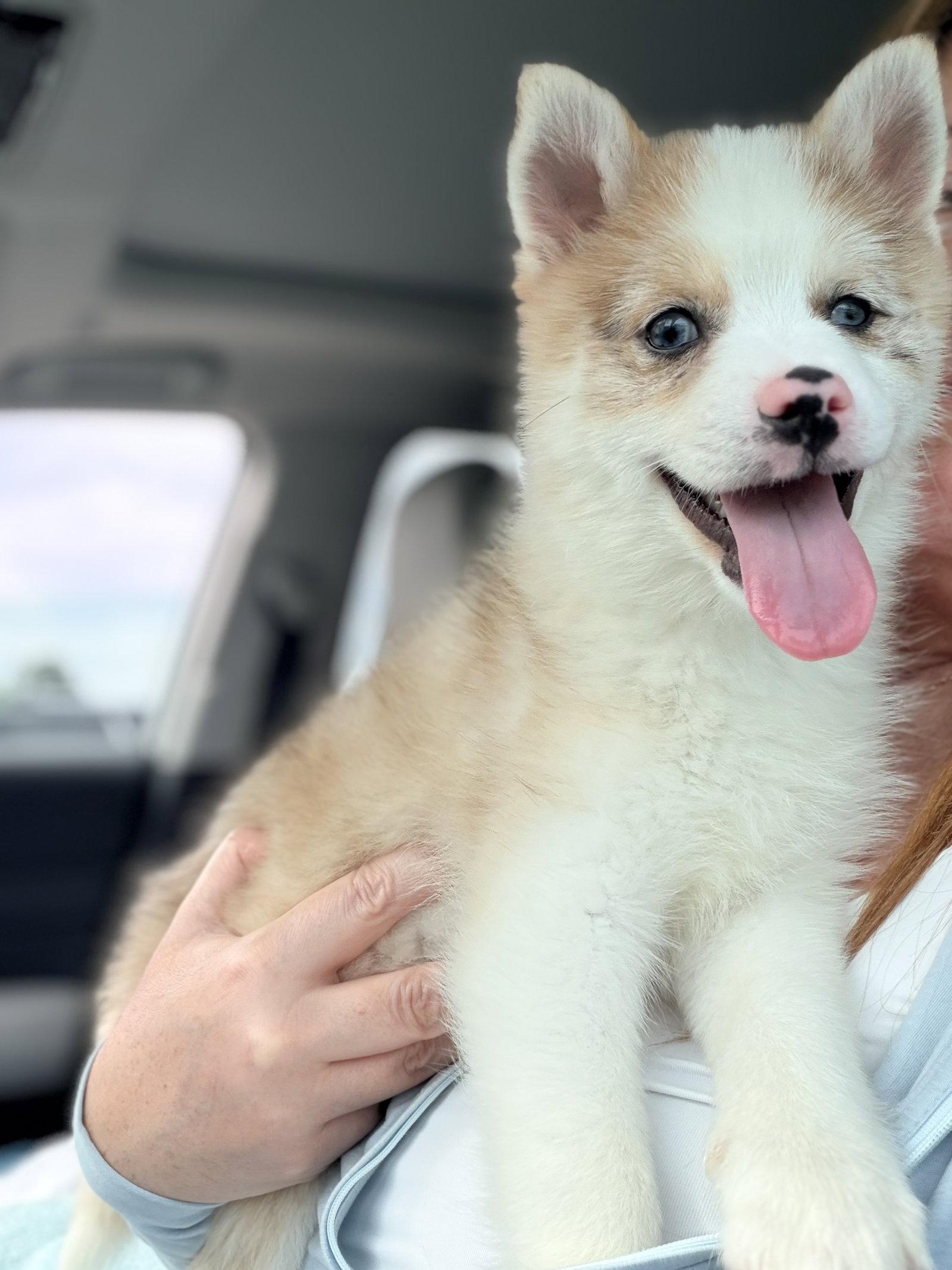Murph, Adoptable, Young Male Pomeranian & Husky.