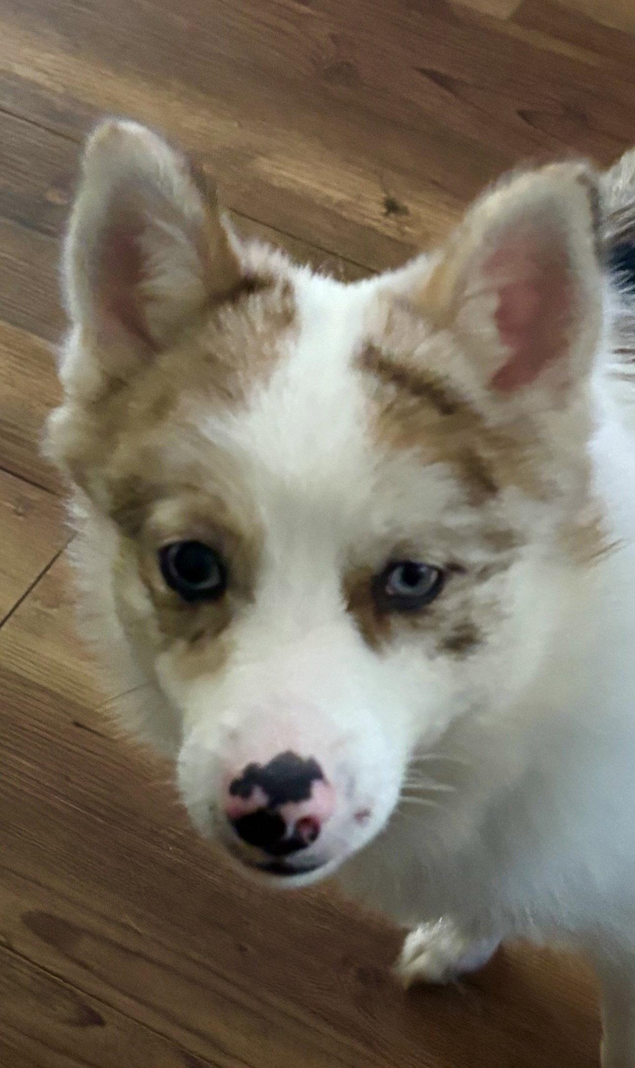 Enlarge Murph, a Adoptable mixed breed in Holly Springs, NC image 3/3
