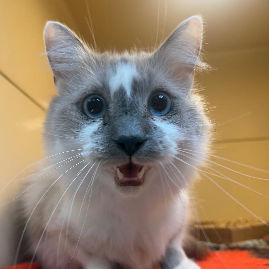 Smokey, Adoptable, Adult Male Domestic Long Hair.