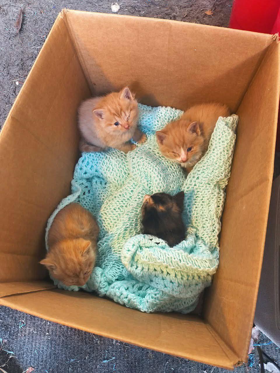 Enlarge *Alexander Hamilton, a Adopted Domestic Short Hair in Forest, VA image 1/2