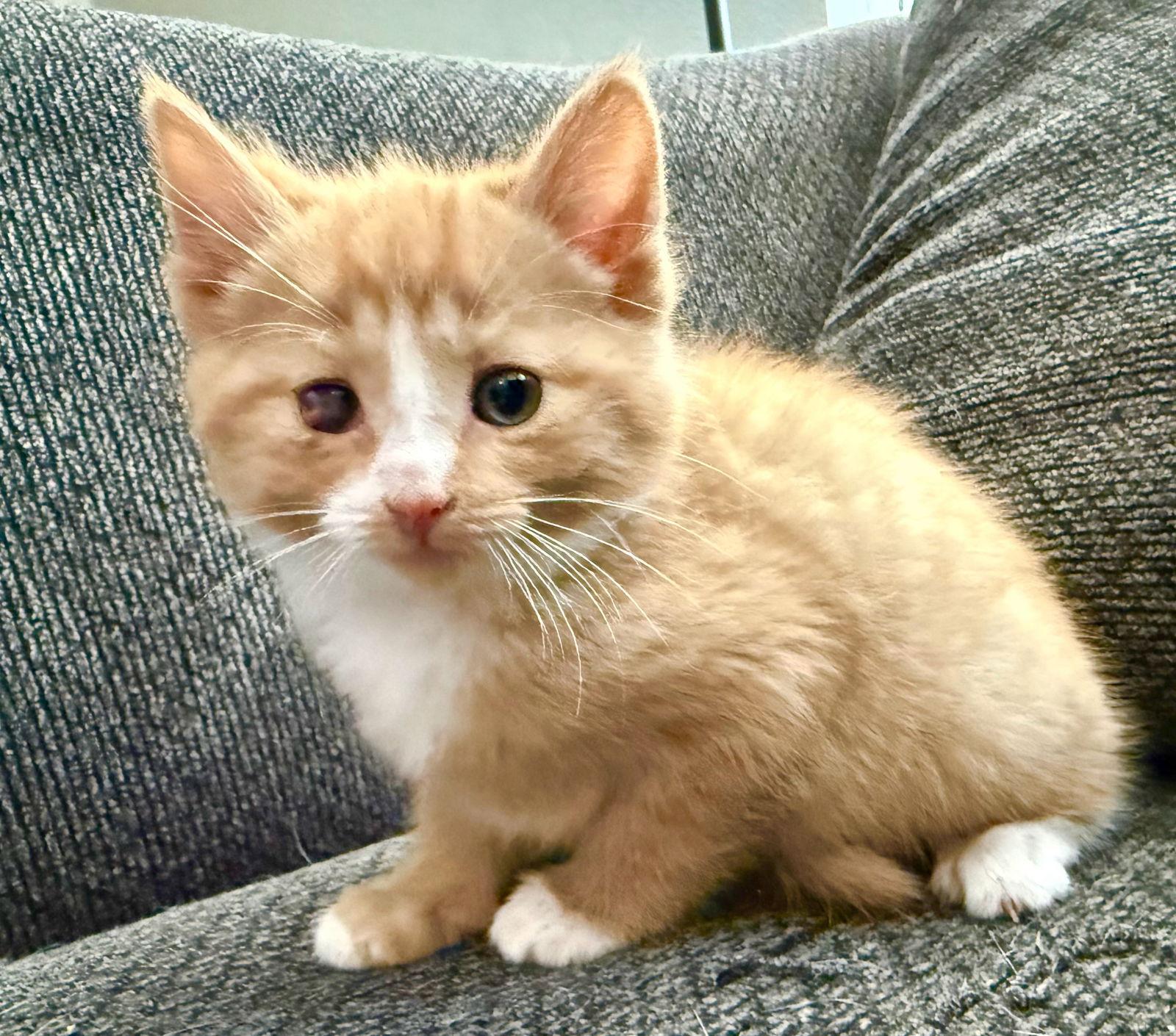 Enlarge *Alexander Hamilton, a Adopted Domestic Short Hair in Forest, VA image 2/2