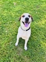 Teddy, Adoptable, Adult Male Mixed Breed.