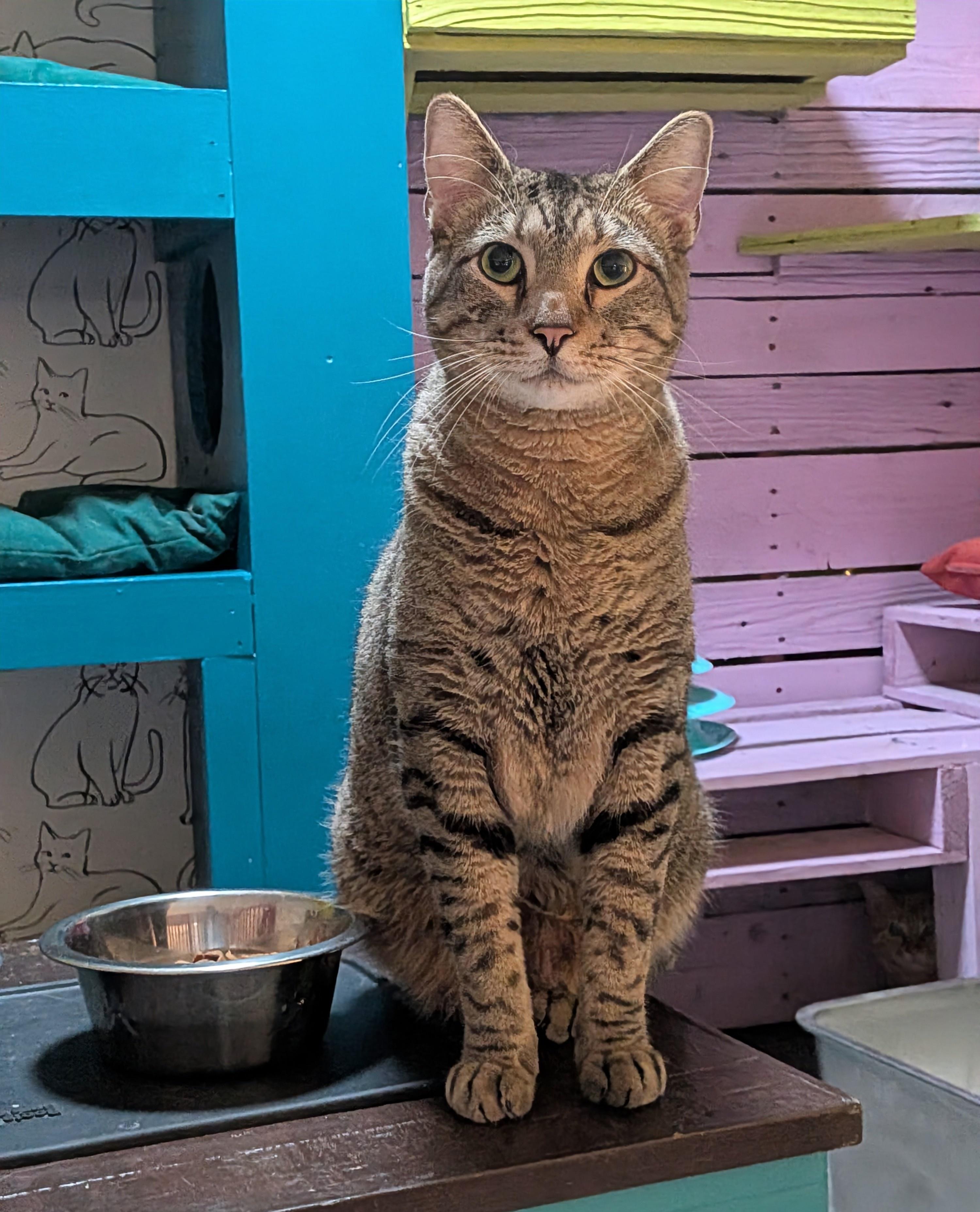 Enlarge BOREALIS, a Adoptable Domestic Short Hair in Flint, TX image 3/4