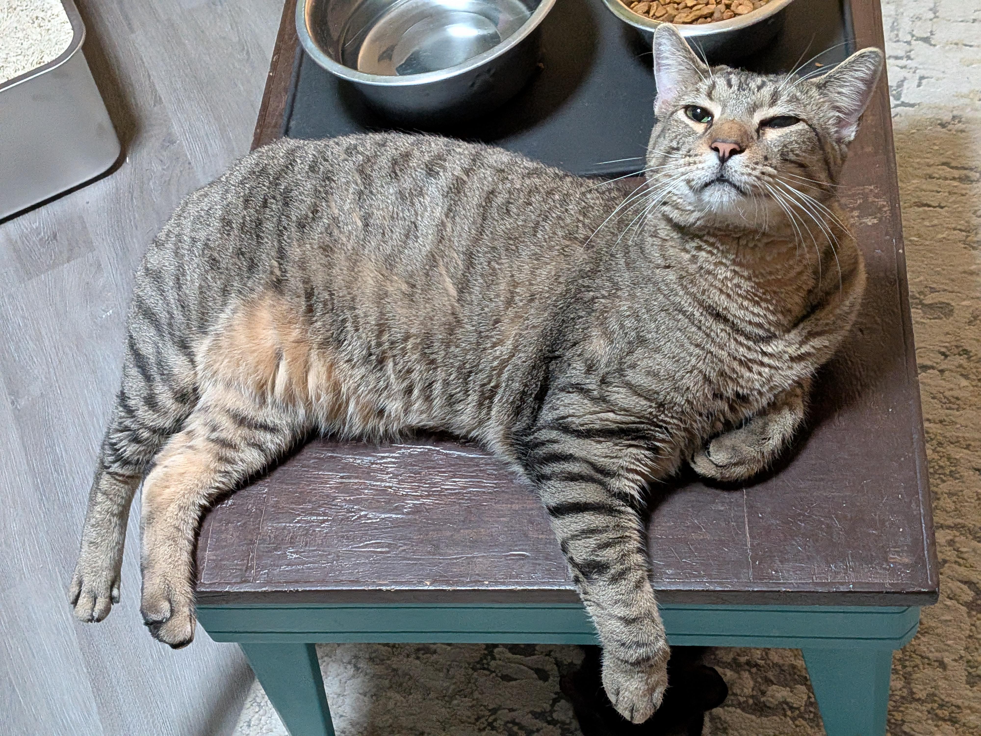 Enlarge BOREALIS, a Adoptable Domestic Short Hair in Flint, TX image 2/4