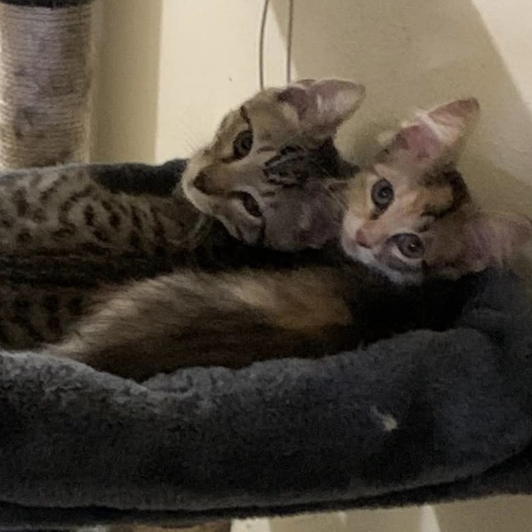 Enlarge BOREALIS, a Adoptable Tabby in Flint, TX image 1/2