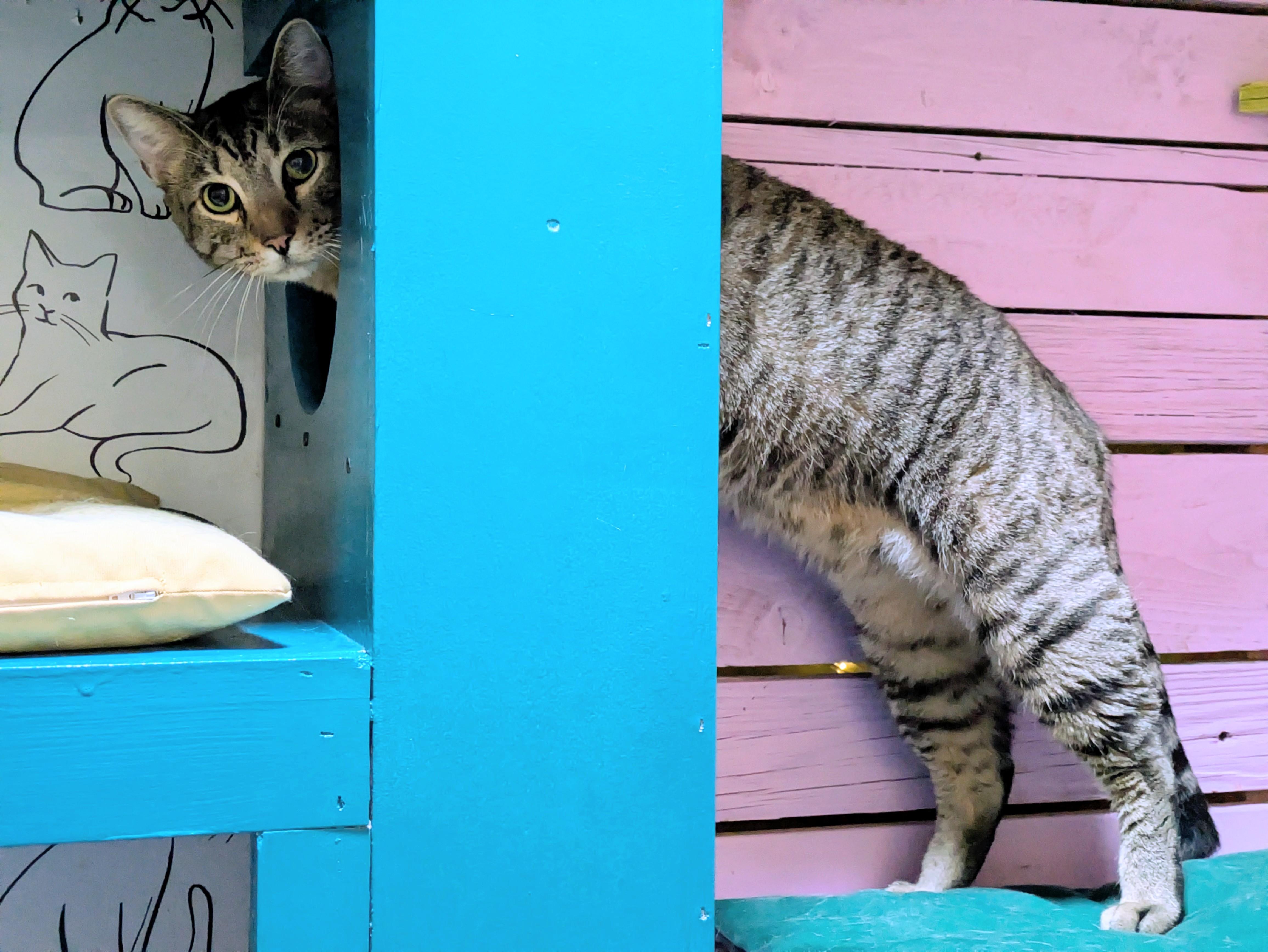 BOREALIS, Adoptable, Adult Male Domestic Short Hair.