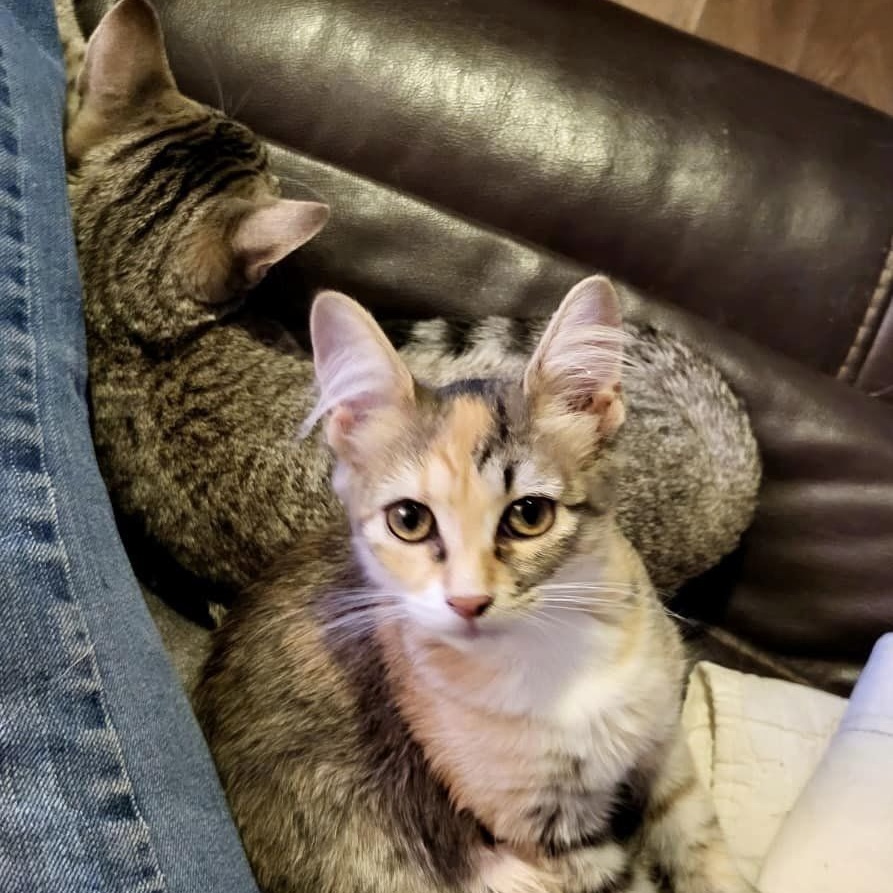 Enlarge BOREALIS, a Adoptable Tabby in Flint, TX image 2/2