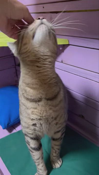 Enlarge BOREALIS, a Adoptable Domestic Short Hair in Flint, TX video 4/4