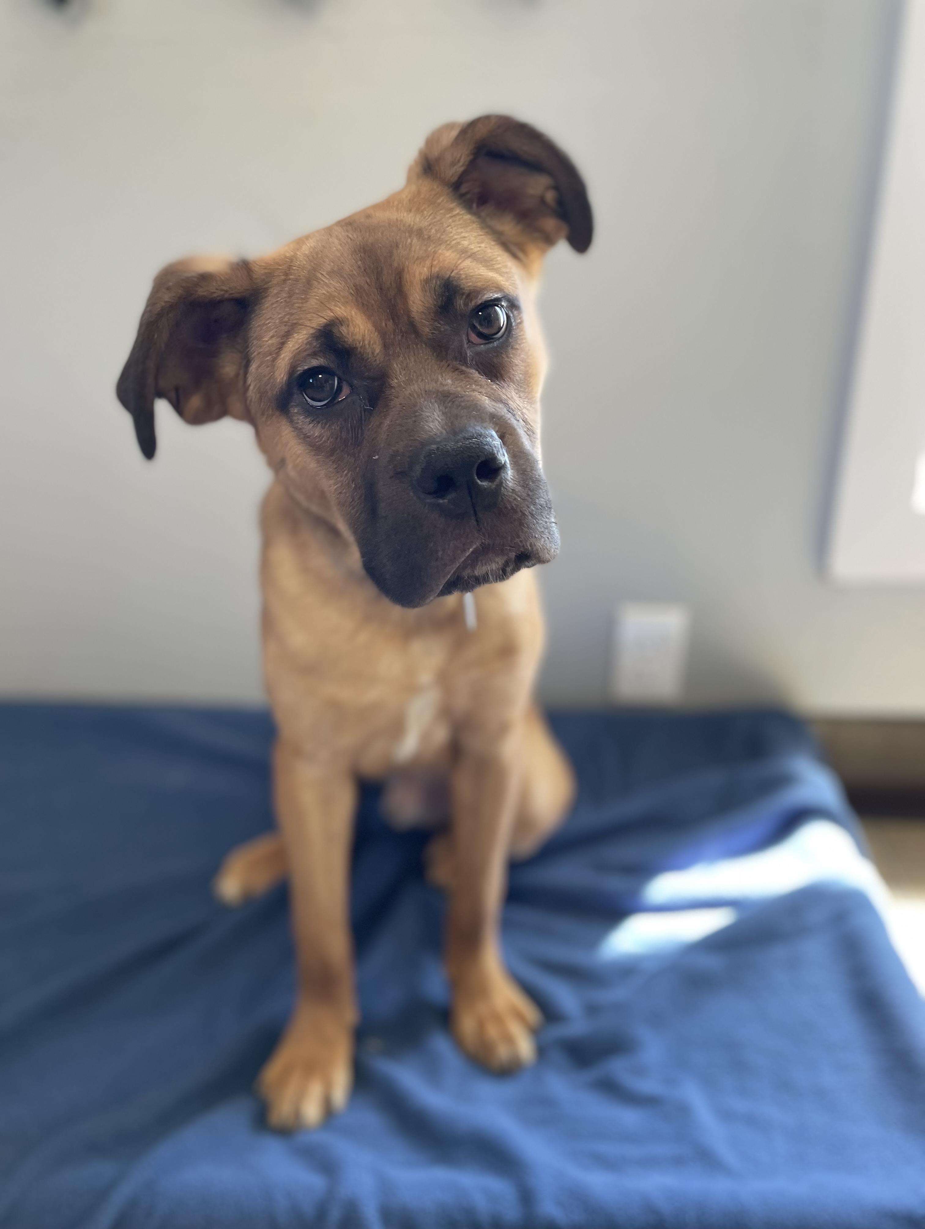Enlarge Roberto, a Adoptable mixed breed in Oxford, MI image 4/6