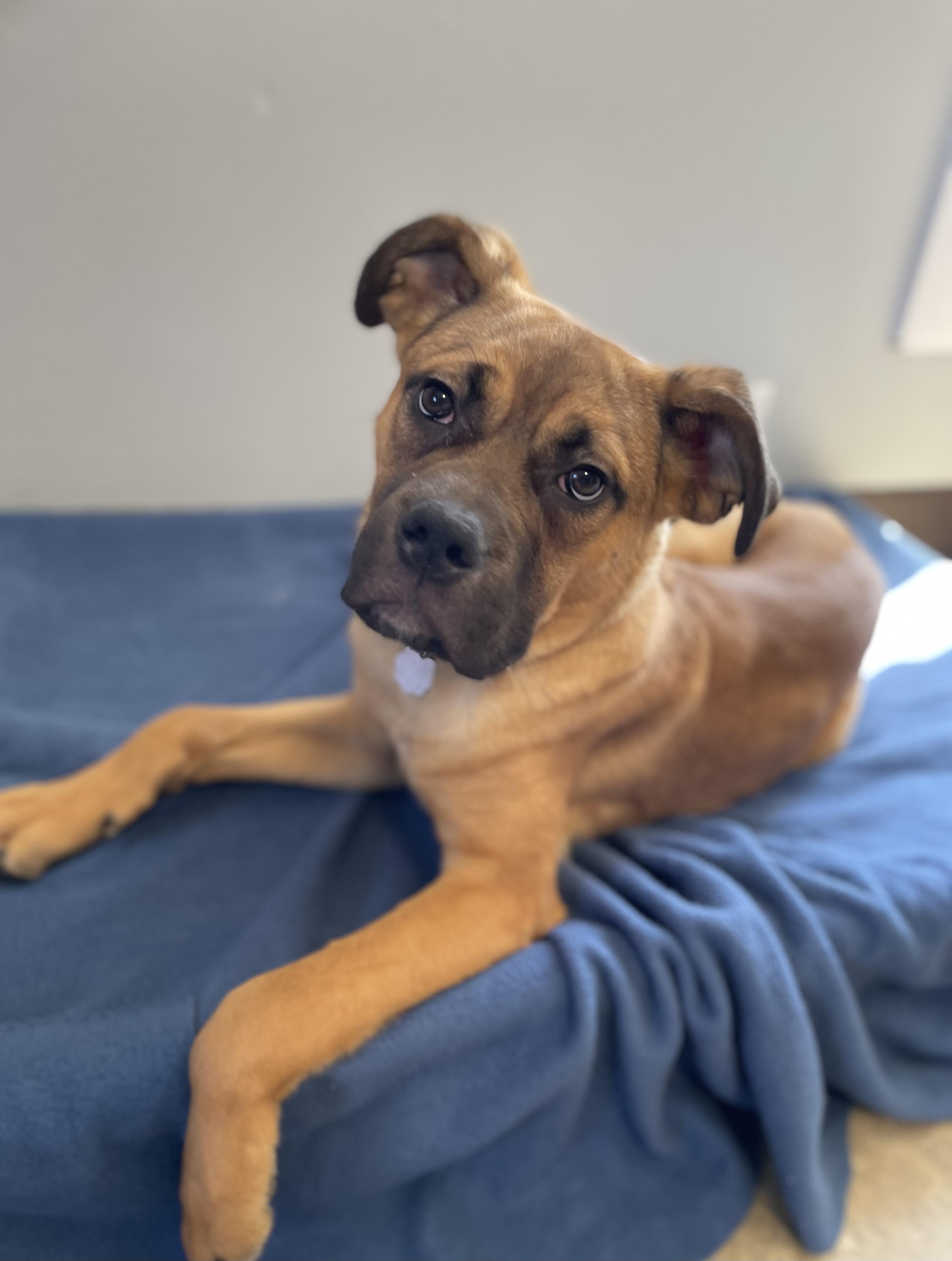 Enlarge Roberto, a Adoptable mixed breed in Oxford, MI image 1/6