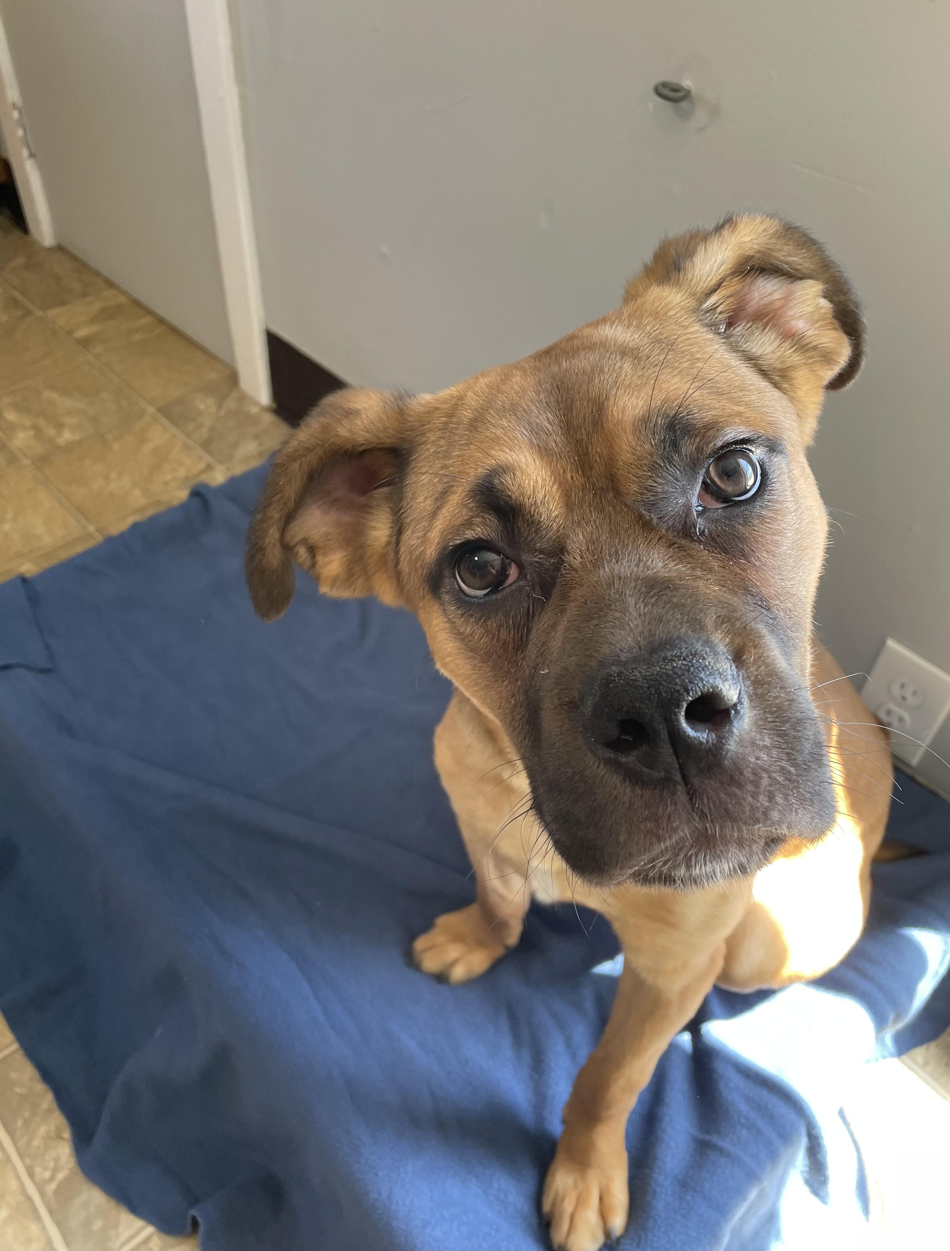 Enlarge Roberto, a Adoptable mixed breed in Oxford, MI image 2/6