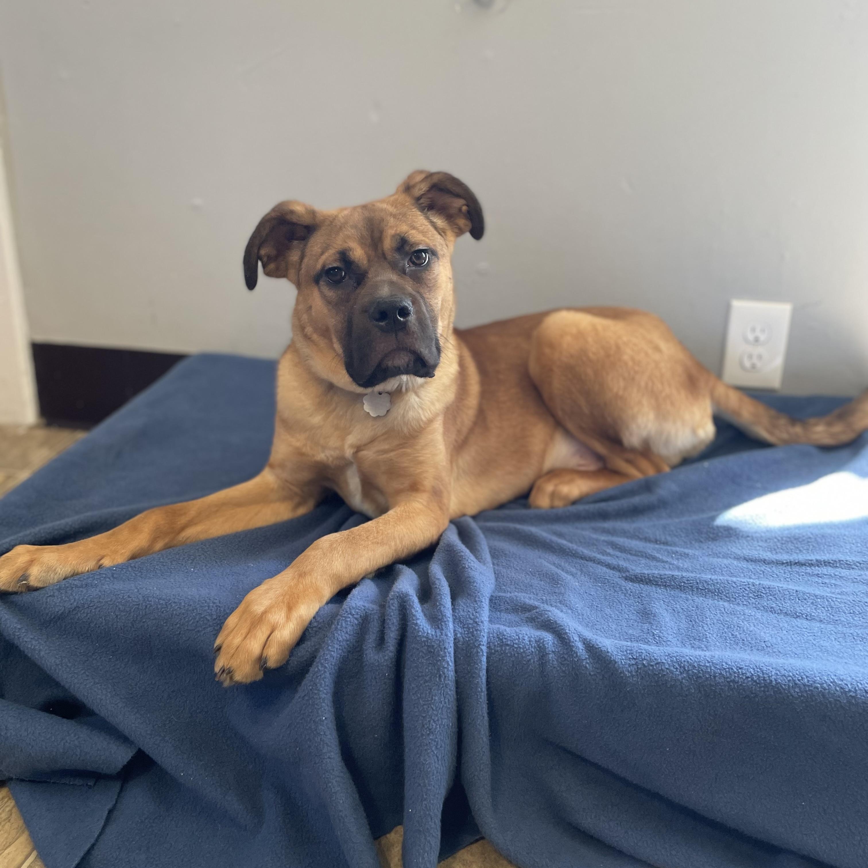 Enlarge Roberto, a Adoptable mixed breed in Oxford, MI image 3/6