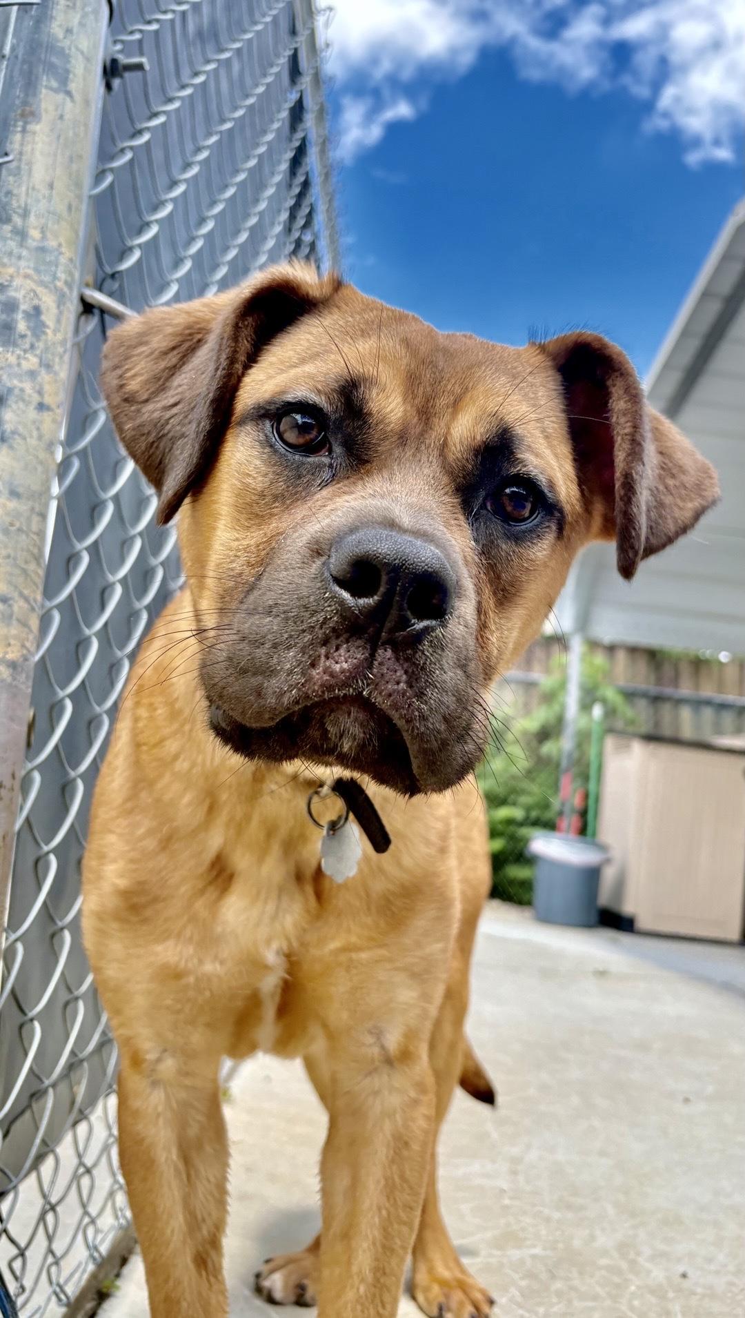 Enlarge Roberto, a Adoptable mixed breed in Oxford, MI image 5/6