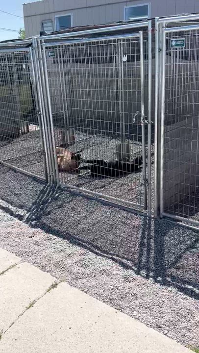 Enlarge Roberto, a Adoptable mixed breed in Oxford, MI video 6/6