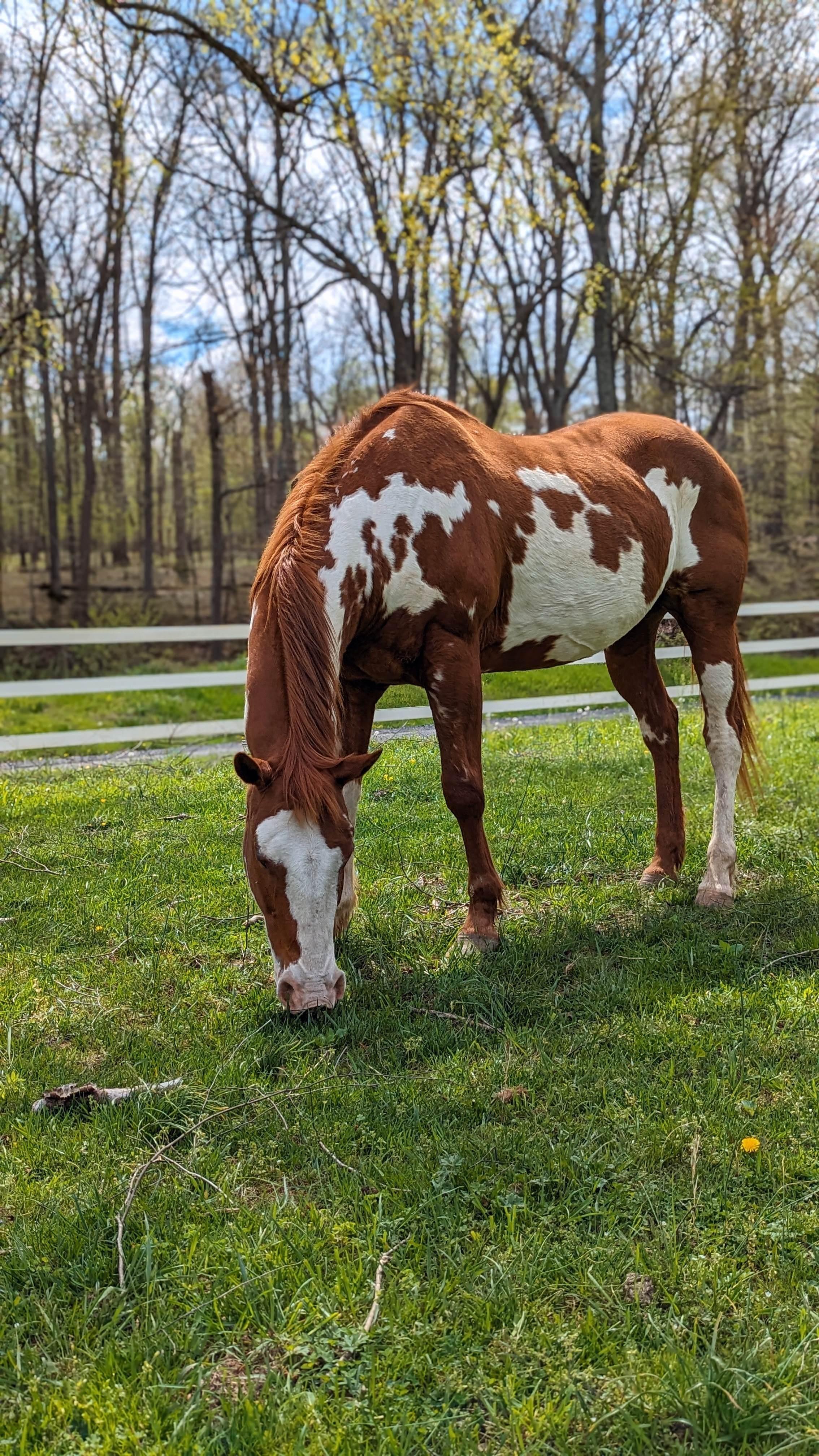 Enlarge Rex, a Adopted Paint / Pinto in KNOXVILLE, MD image 3/3