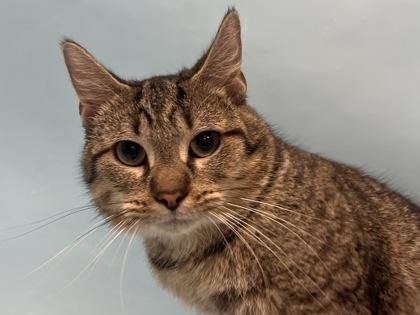 Sully, Adoptable, Adult Male Domestic Short Hair.