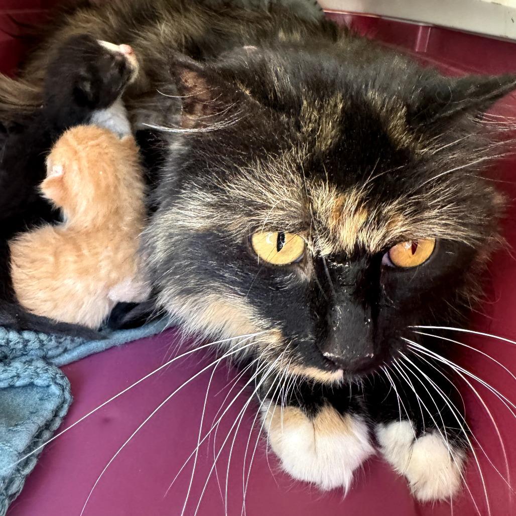Enlarge Candy, a Adoptable Domestic Medium Hair in West Plains, MO image 1/1