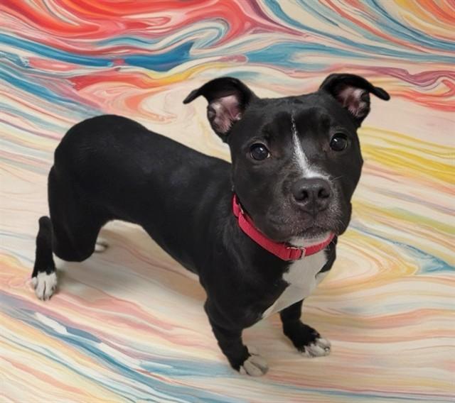 TILLY, Adoptable, Young Female Pit Bull Terrier & Mixed Breed.