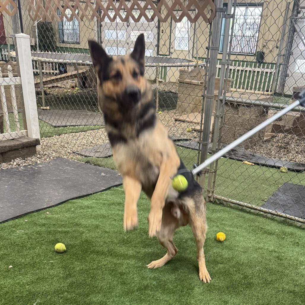 Karl 2/05/2026, Adoptable, Adult Male German Shepherd Dog.
