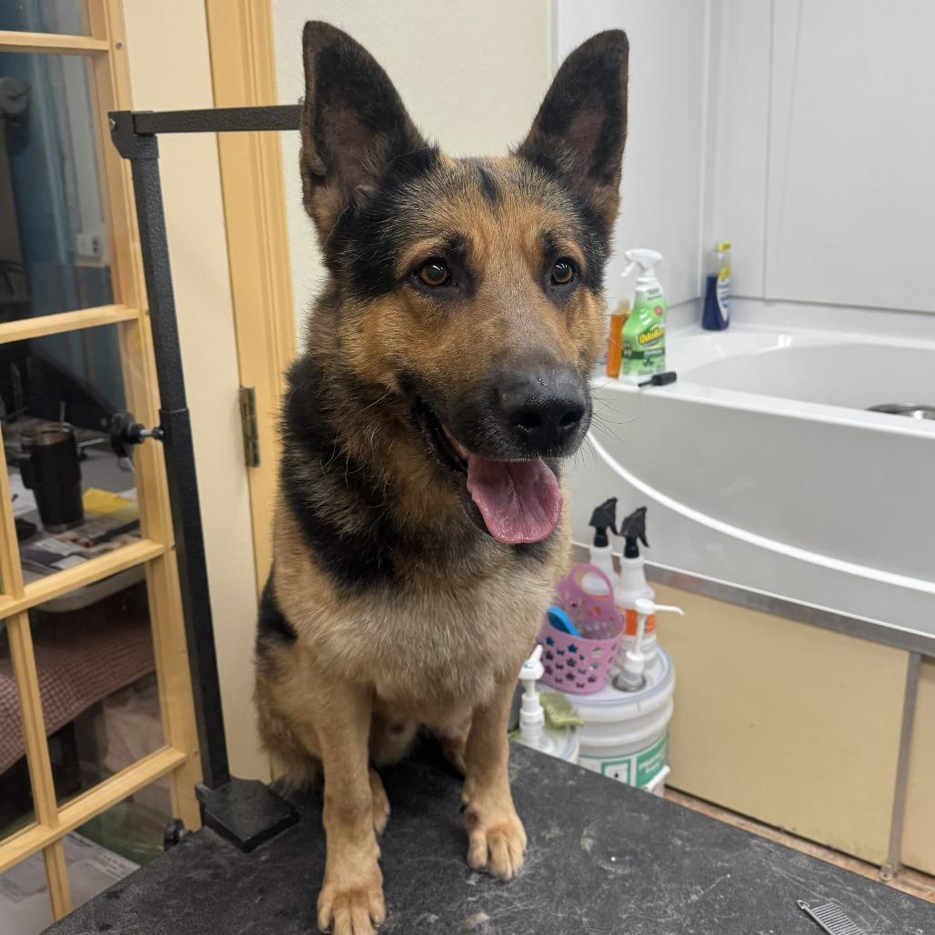 Enlarge Karl 2/05/2026, a Adoptable German Shepherd Dog in Van Horne, IA image 2/5