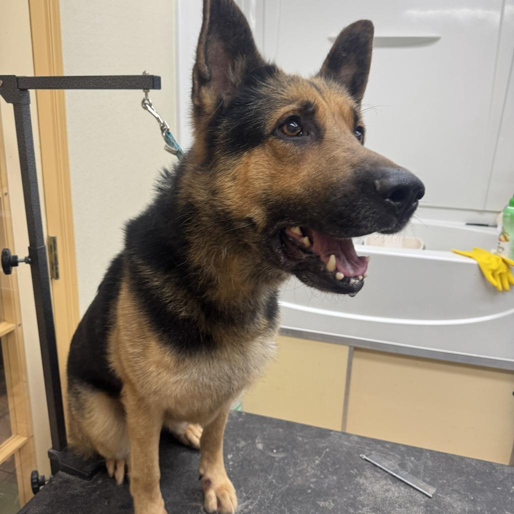 Enlarge Karl 2/05/2026, a Adoptable German Shepherd Dog in Van Horne, IA image 3/5