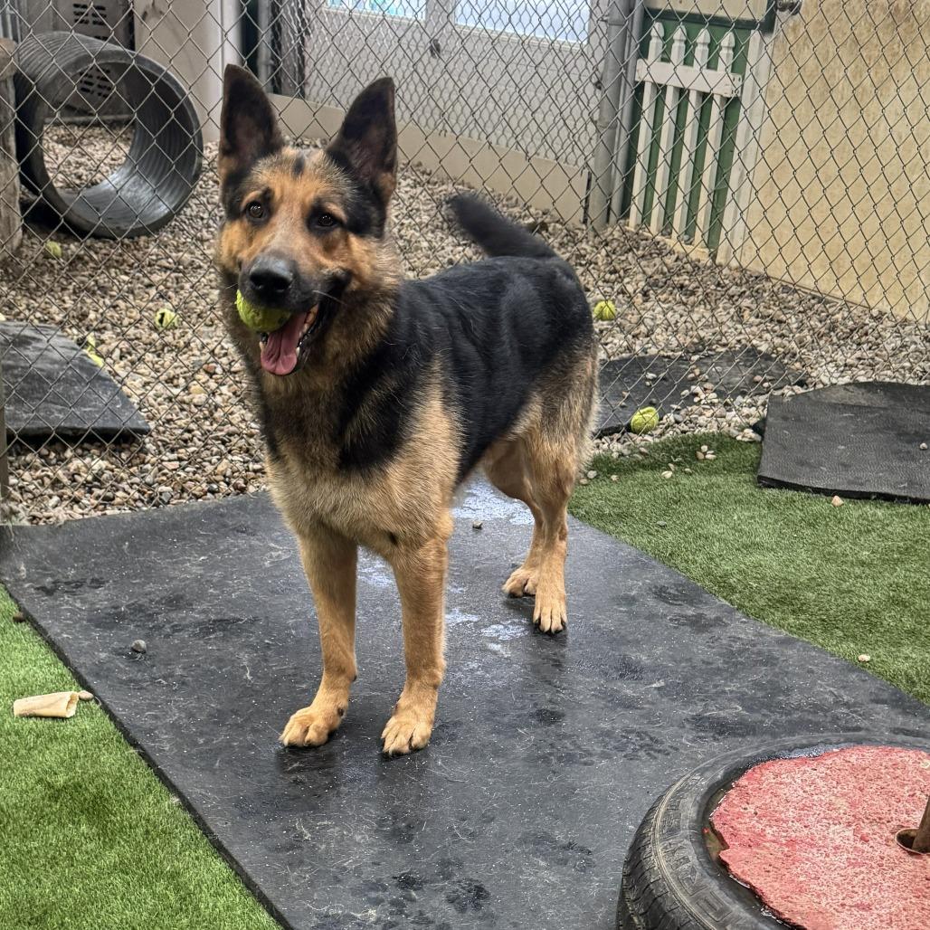 Enlarge Karl 2/05/2026, a Adoptable German Shepherd Dog in Van Horne, IA image 4/5