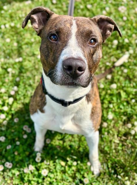 TORNADO, Adoptable, Young Male American Staffordshire Terrier.