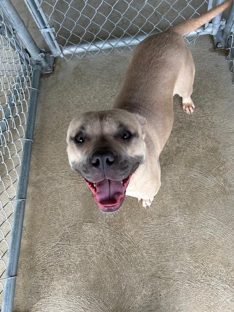 Pibble, Adoptable, Adult Female Bull Terrier.