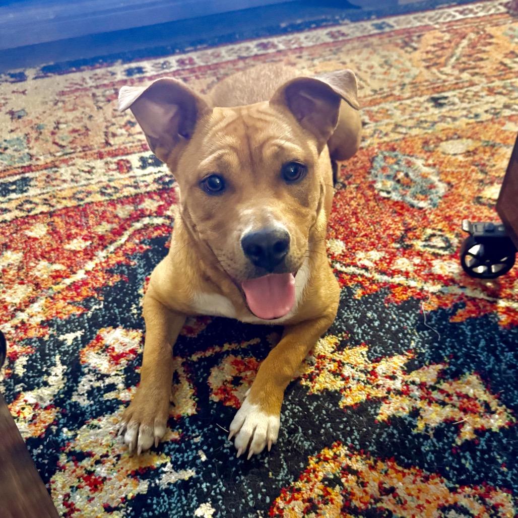 Enlarge Kacee, a Adoptable Mixed Breed in Grapevine, TX image 1/6