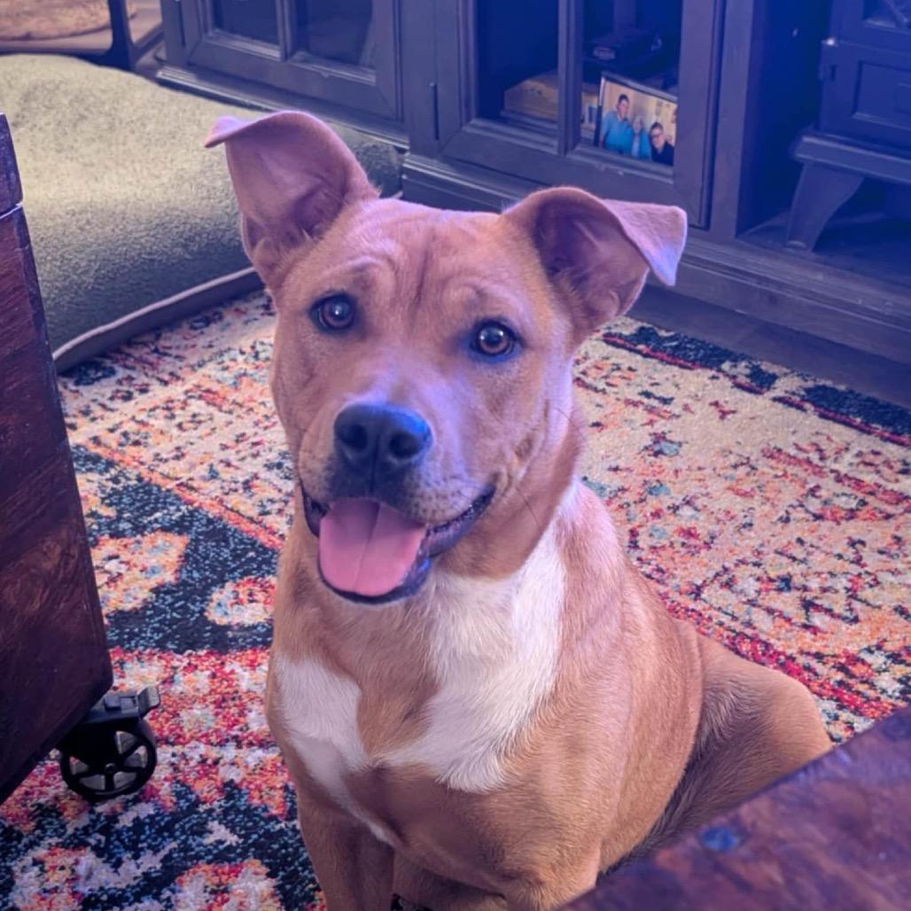 Enlarge Kacee, a Adoptable Mixed Breed in Grapevine, TX image 2/6