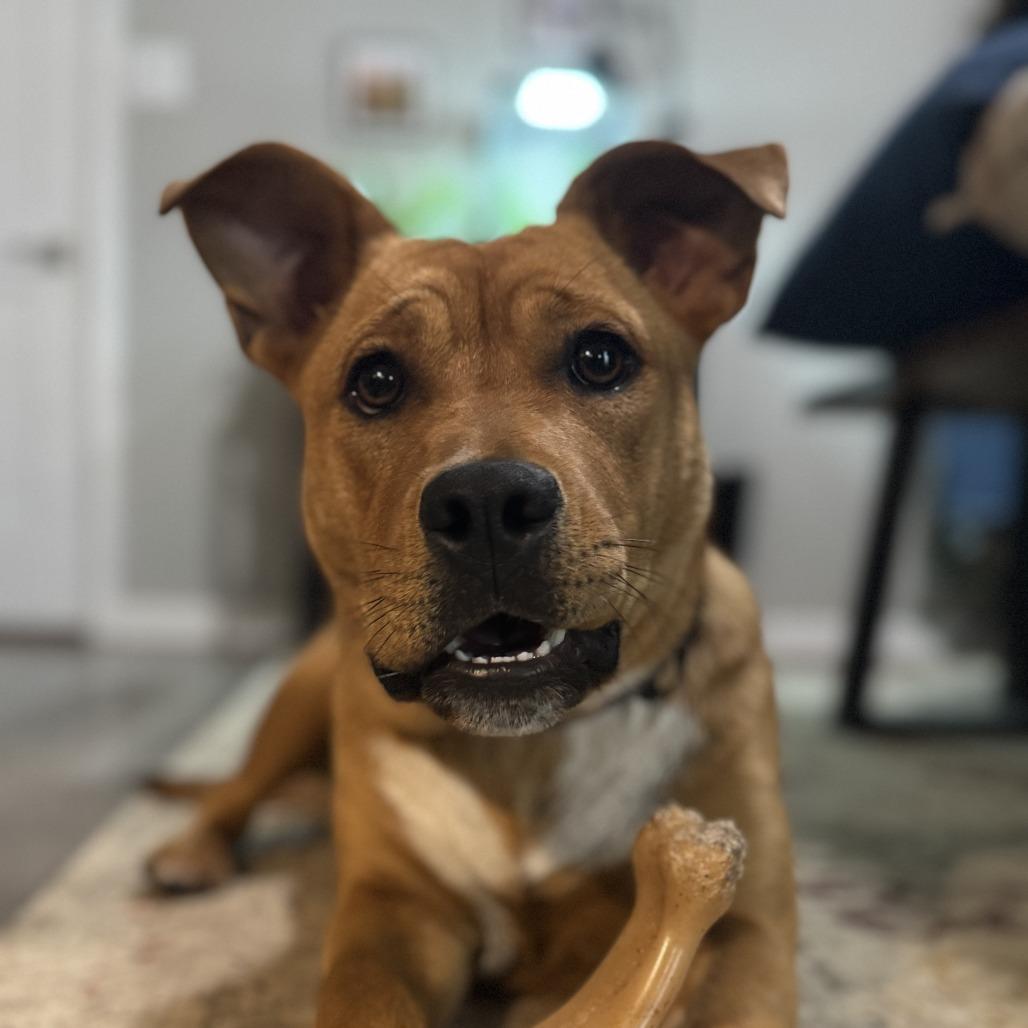 Enlarge Kacee, a Adoptable Mixed Breed in Grapevine, TX image 3/6