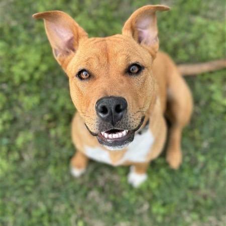 Enlarge Kacee, a Adoptable Mixed Breed in Grapevine, TX image 4/6