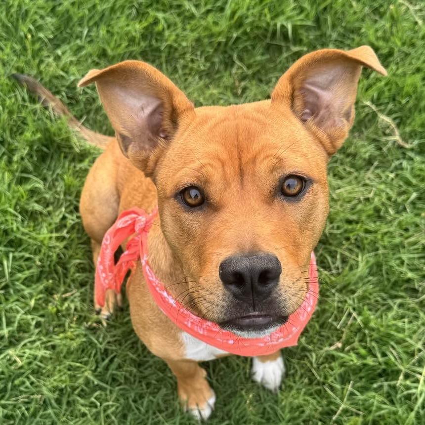 Enlarge Kacee, a Adoptable Mixed Breed in Grapevine, TX image 5/6