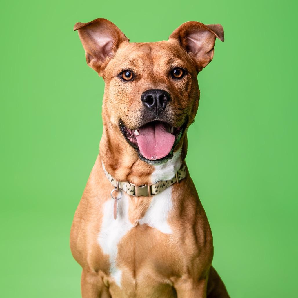 Enlarge Kacee, a Adoptable Mixed Breed in Grapevine, TX image 5/6