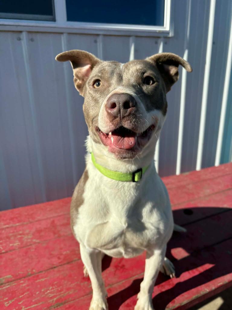 June, Adoptable, Young Female Mixed Breed.