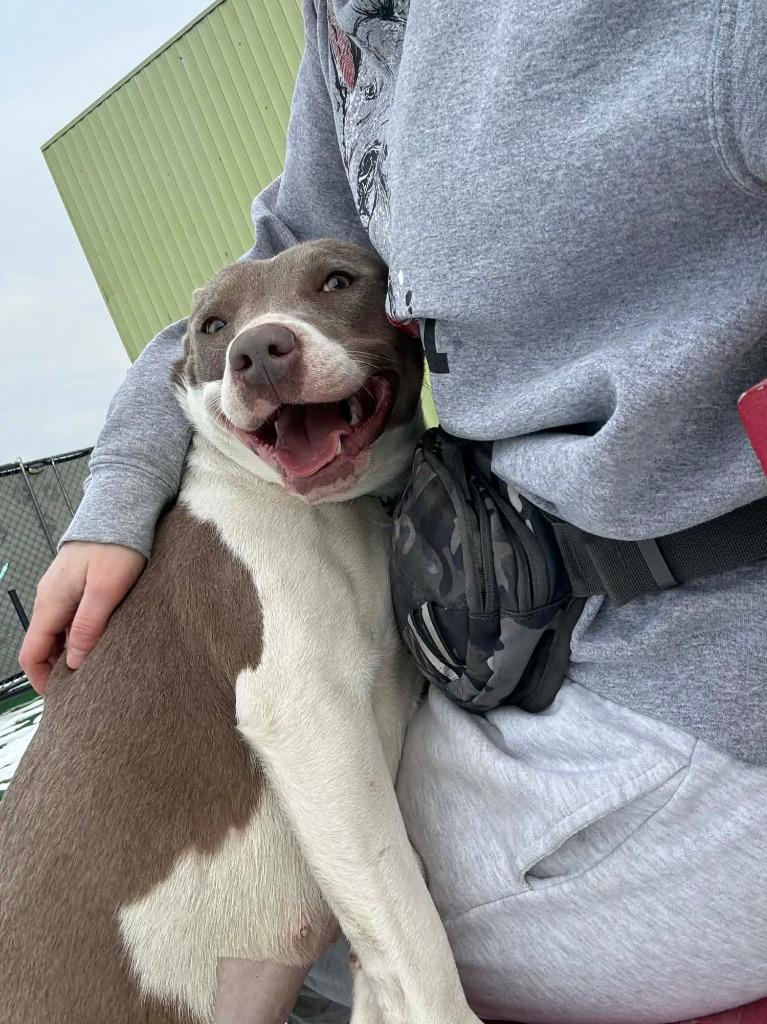 Enlarge June, a Adoptable mixed breed in Warren, MI image 1/6