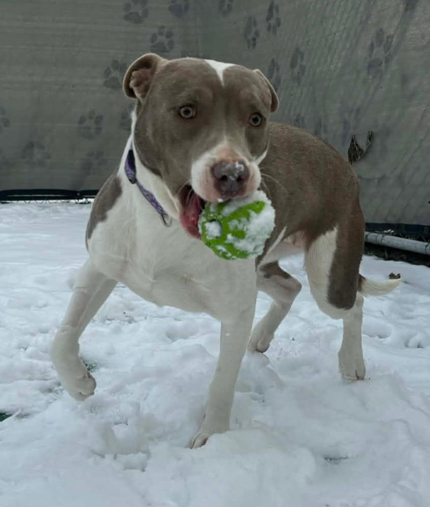 Enlarge June, a Adoptable mixed breed in Warren, MI image 2/6